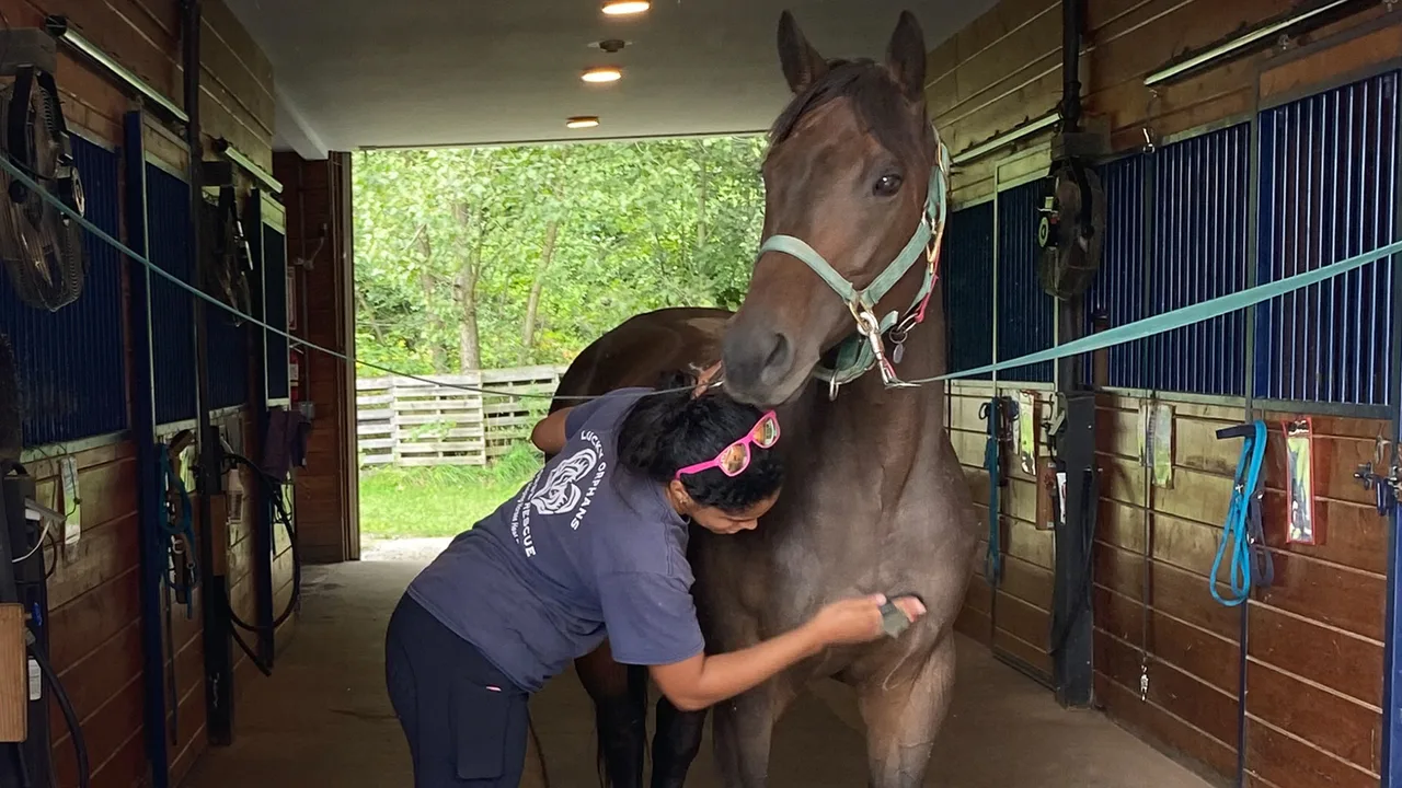 Help Save These Horses