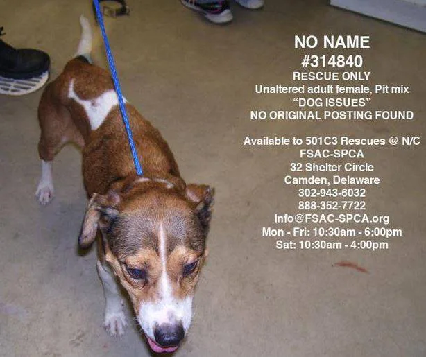 Investigate First State Animal Control & SPCA in Accordance with § 3008F(h)(i) of Chapter 30F,Title 16 of Delaware Law