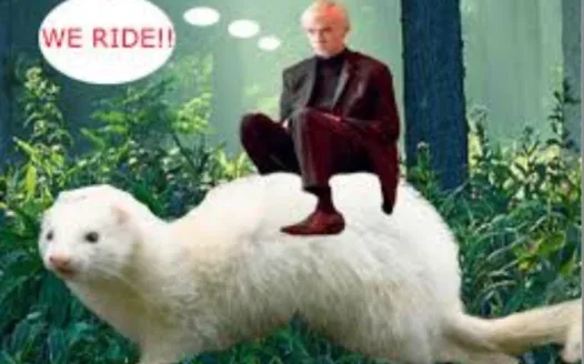 FERRET TIME