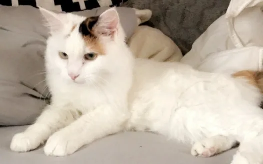 save cat pls