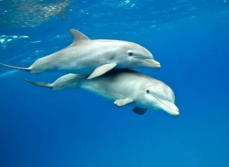 Protect the Ocean! Stop the Bloody Whale Slaughter on the Faroe Islands!