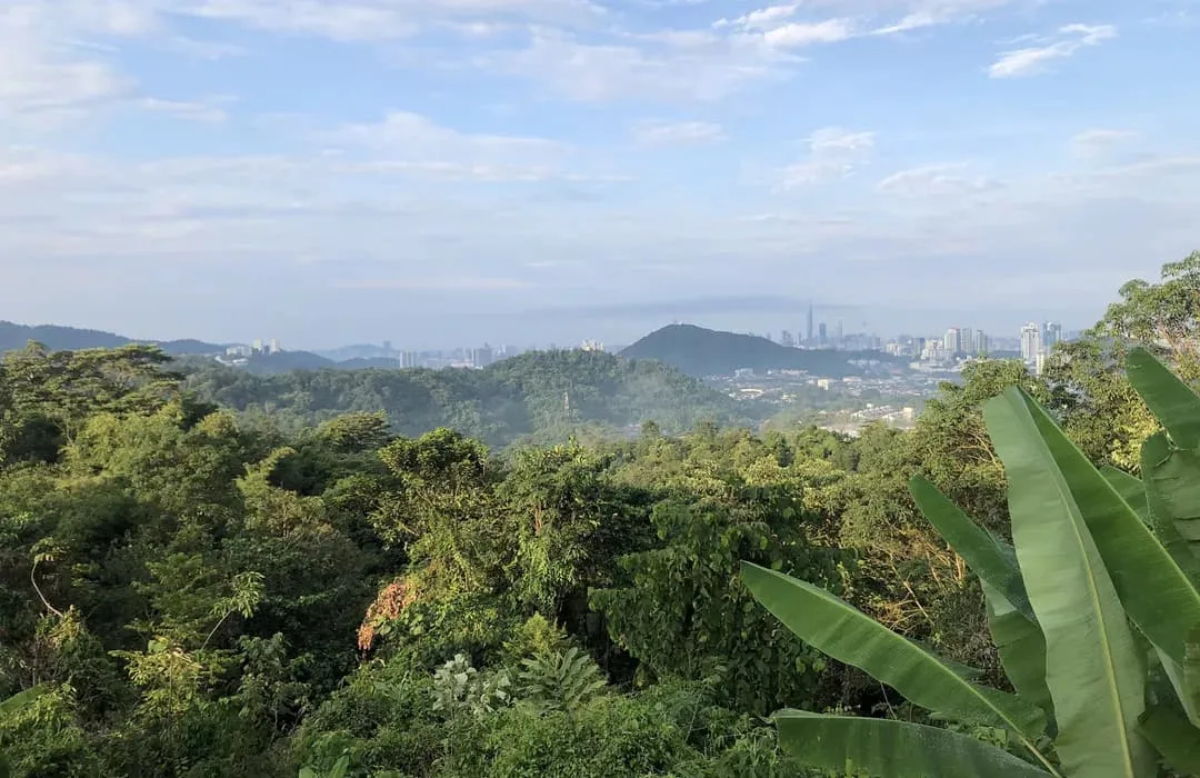 Save Our Selangor Forest