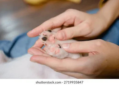 Non, a la violance chez les animaux.