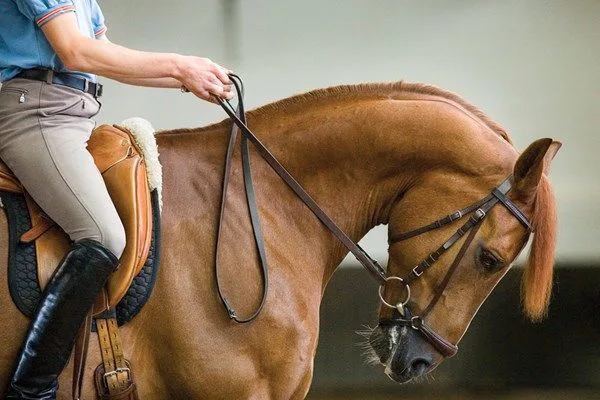 Say "No" to Dressage Rolkur!