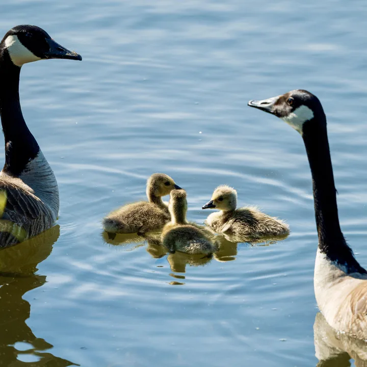 Stop Killing Madison Geese