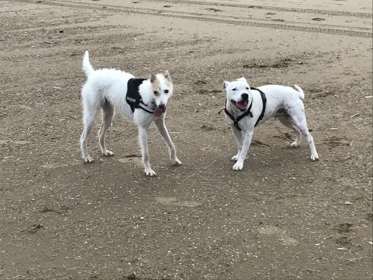 Release UK Dogs held in police custody