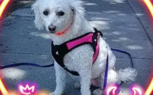 Stolen service dog