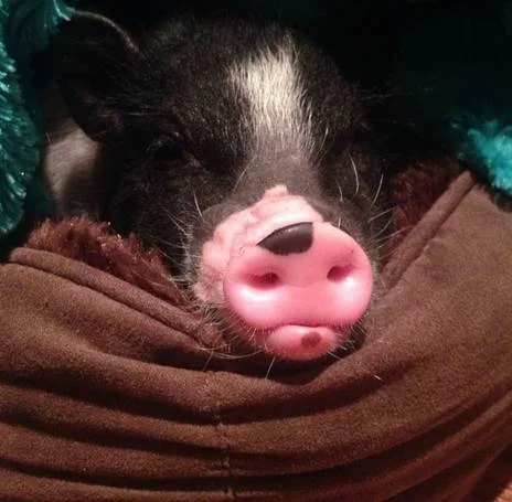 Save Bruiser the PG Mini Piggy