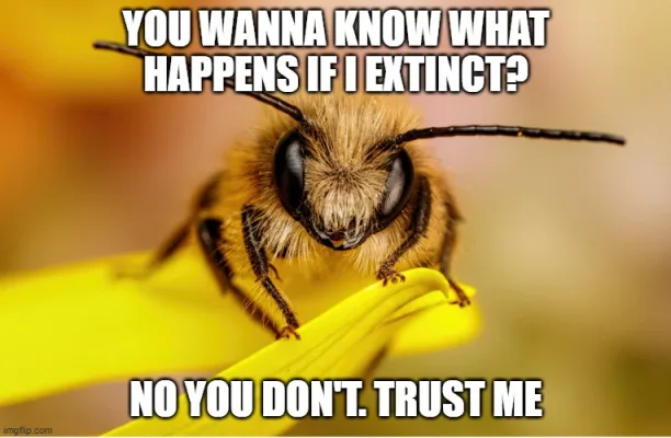 Stop declining insects populations!