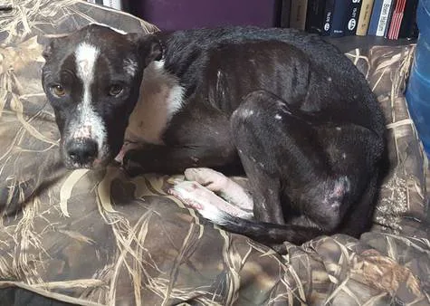 AMEND MISSISSIPPI DOG & CAT PROTECTION LAW