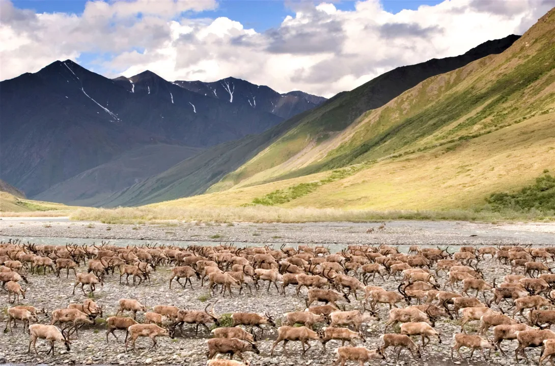 Save the Artic National Wildlife Refuge