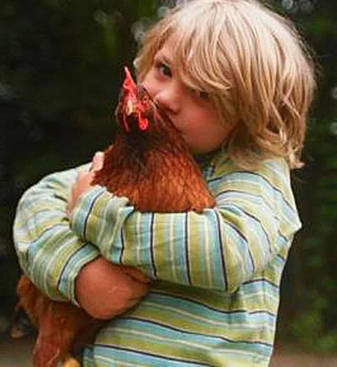 Legalize Laying Hens in Estherville!