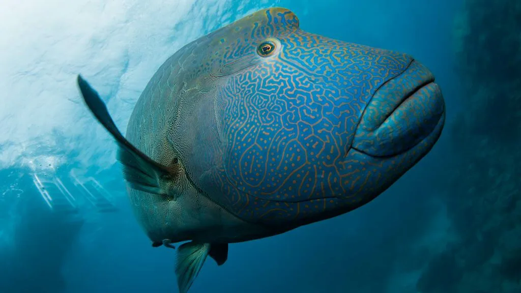 Save the Wrasse!