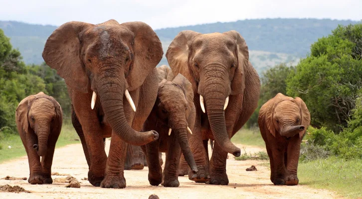 Save the Elephants