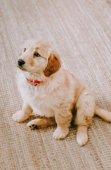 Help me get a dog :)