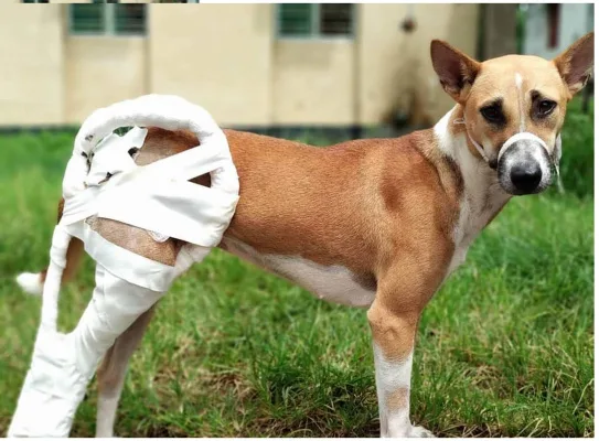Request for shelter house at Agartala for the sick and the injured stray animal