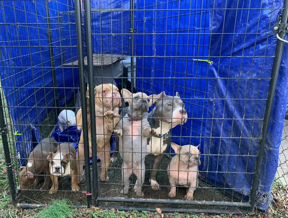 Stop all puppy farms 