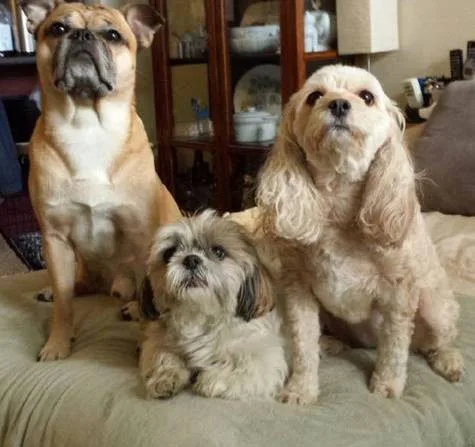 Let's get a dog park in the Davisville Village area. 
