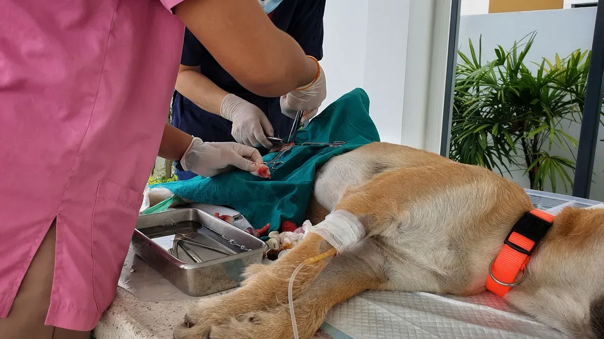 Needed funding for animal shelter and free spaying and neutering clinic