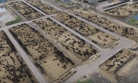 Moratorium on Solano Mega-Dairies/Confined Feed Lots