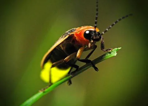 Fireflies Conservation