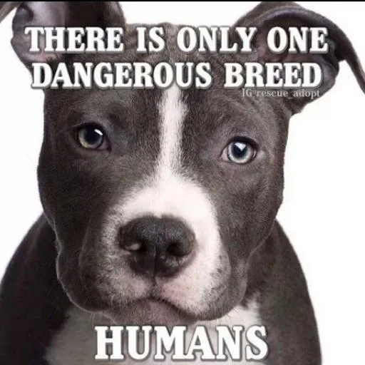 Keep Staffs off of the Dangerous Dog Act List!