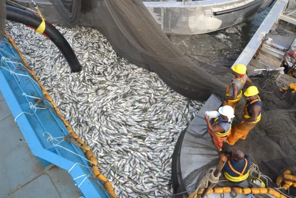 Protect the Menhaden