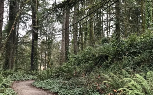 Relocate Dangerous Wildwood Trail Power Line