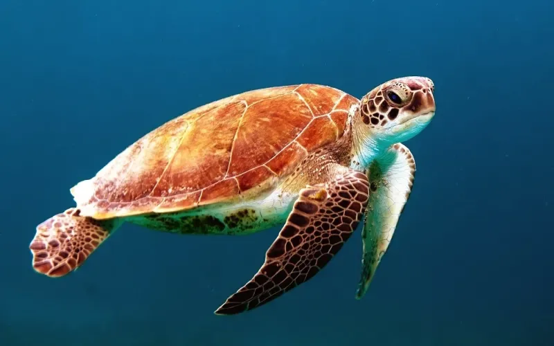 Please help our Marine Wildlife!