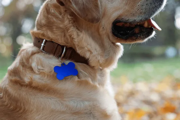 Remove dog collars from springfield