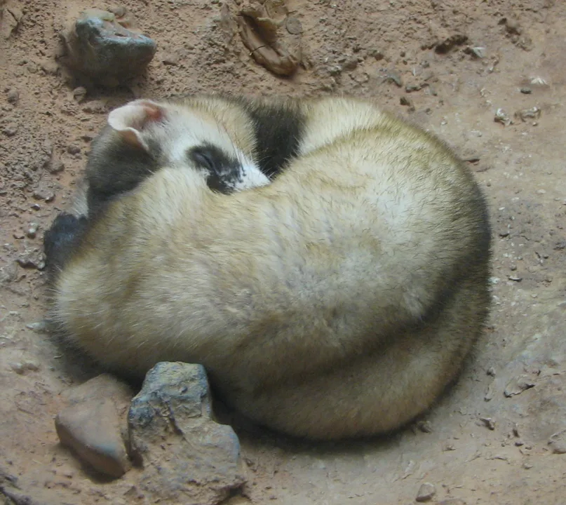 Saving the Black-Footed Ferrets