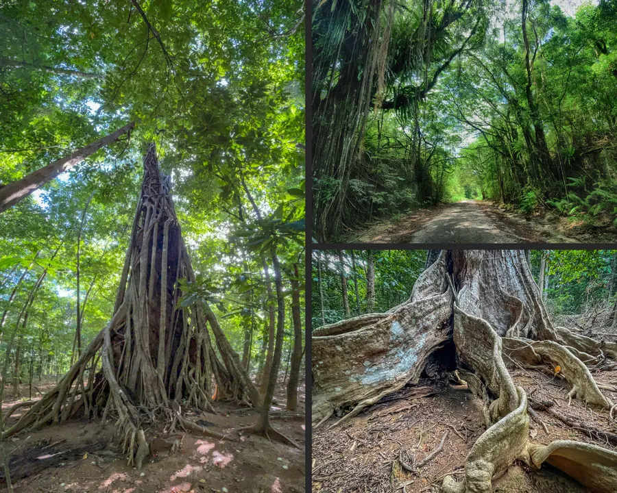 Save Christmas Islands' Rainforest