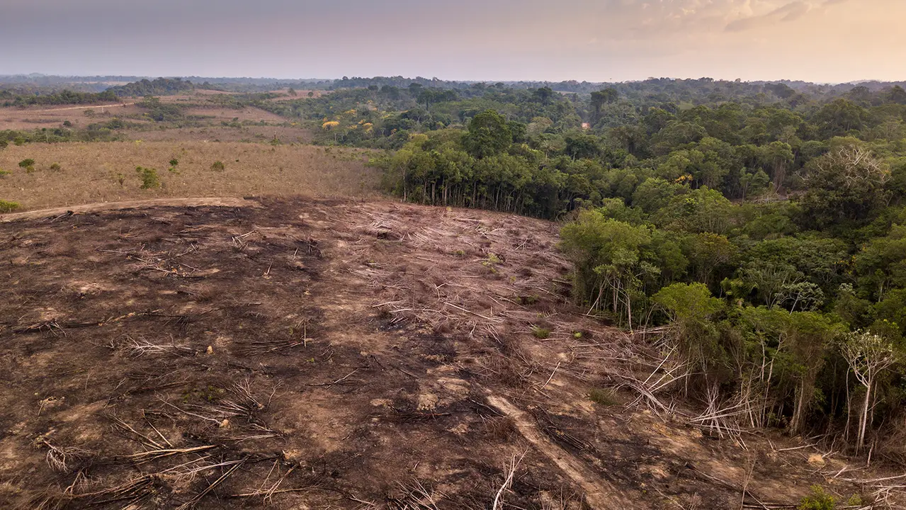 No rainforest, no oxygen 