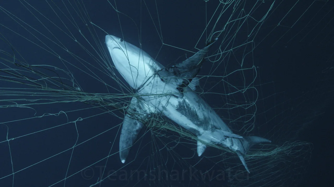 Stop The Unsustainable Fishing In Mozambique