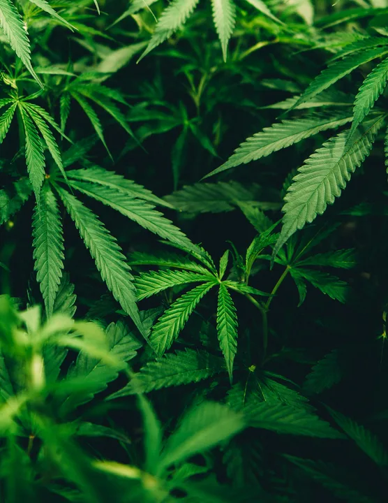 Make Dope Legal