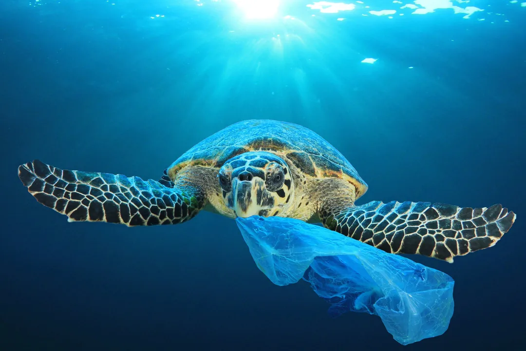 BAN THE PLASTICS