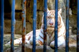 Animal welfare in zoos