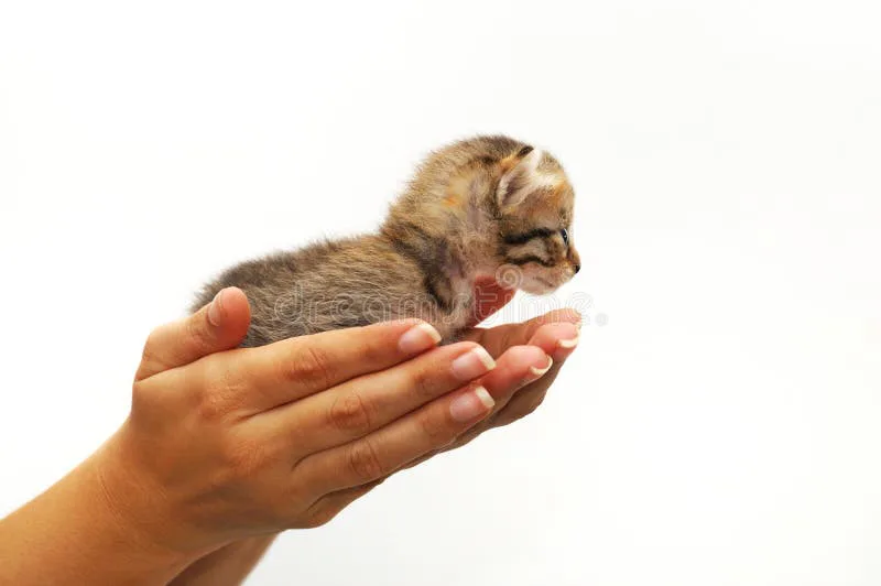 STOP! animal cruelty