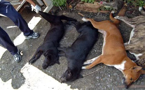 STOP DOG MASS ELIMINTATION