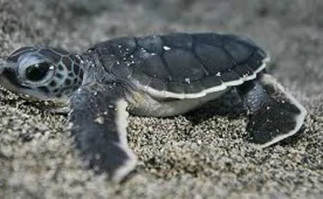 Save the Green Sea Turtle