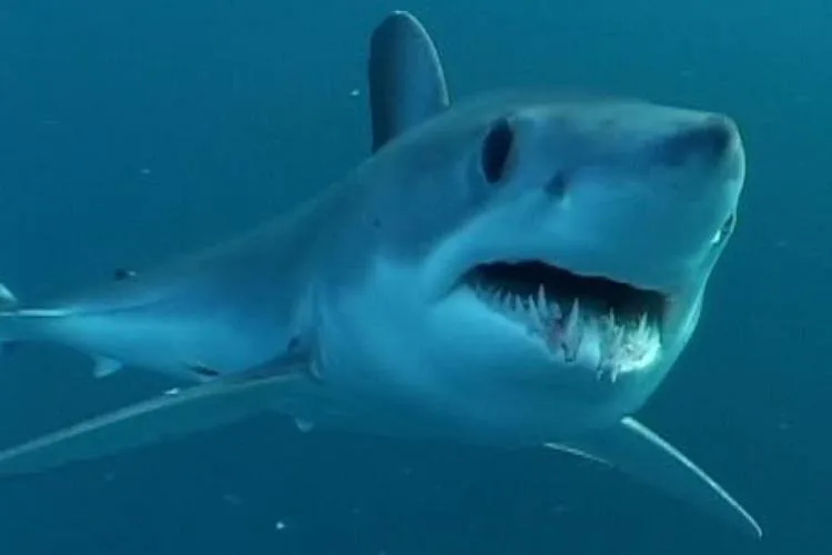 Ban the ban on new Federal Government Fishing Legislation