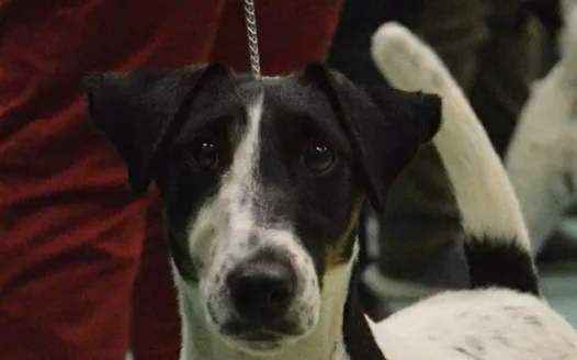 Lobby for a new law to be passed to prosecute Owners for dog on dog attacks.
