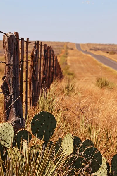 Illegal Immigration