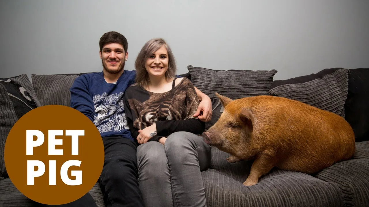 regulated domestic animals