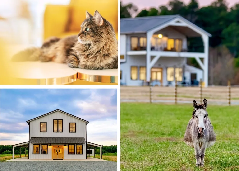 Stop killing healthy cats and dogs