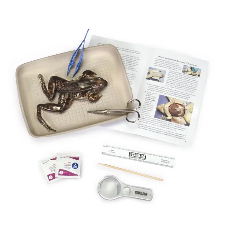 Student Choice Policy for Dissection