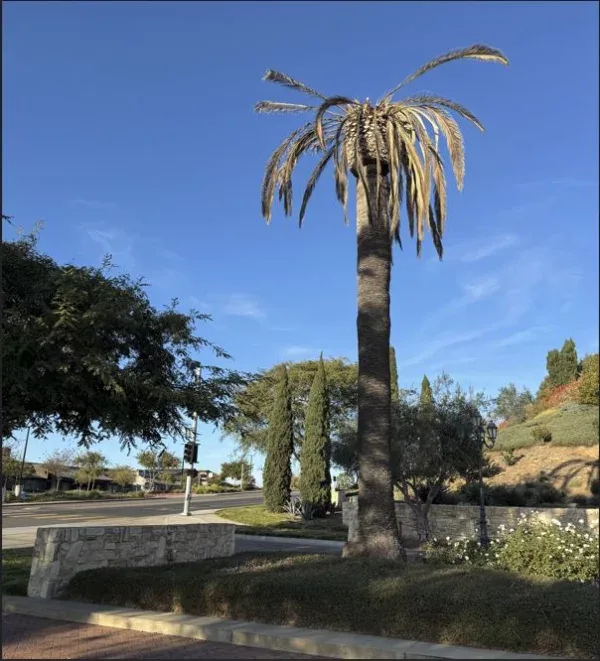 La Costa Ridge Recall Petition
