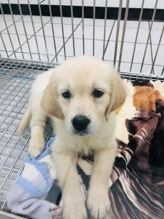Get Carolyn that puppy!