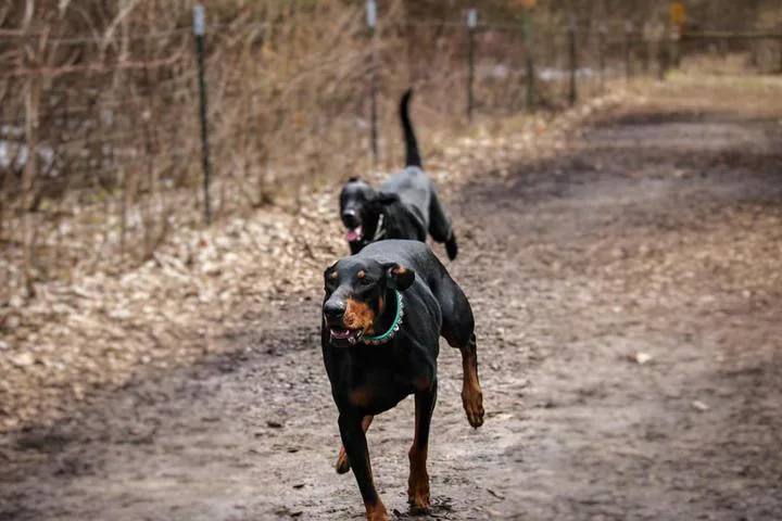 Thief River Falls Dog Park