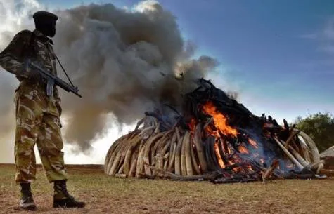 Burn Tanzania's Ivory Stocks